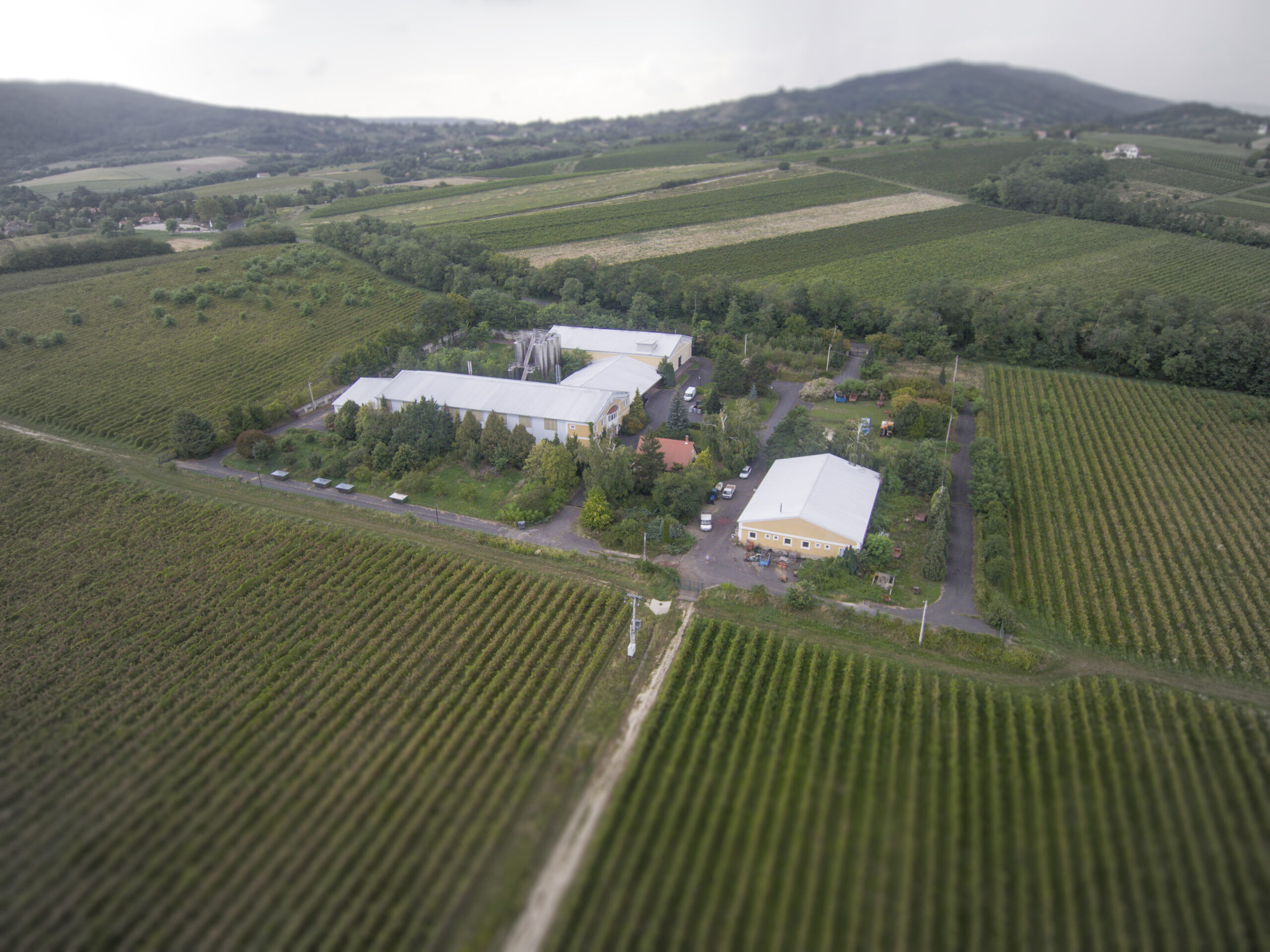 Lesencetomaj, Borászati üzem